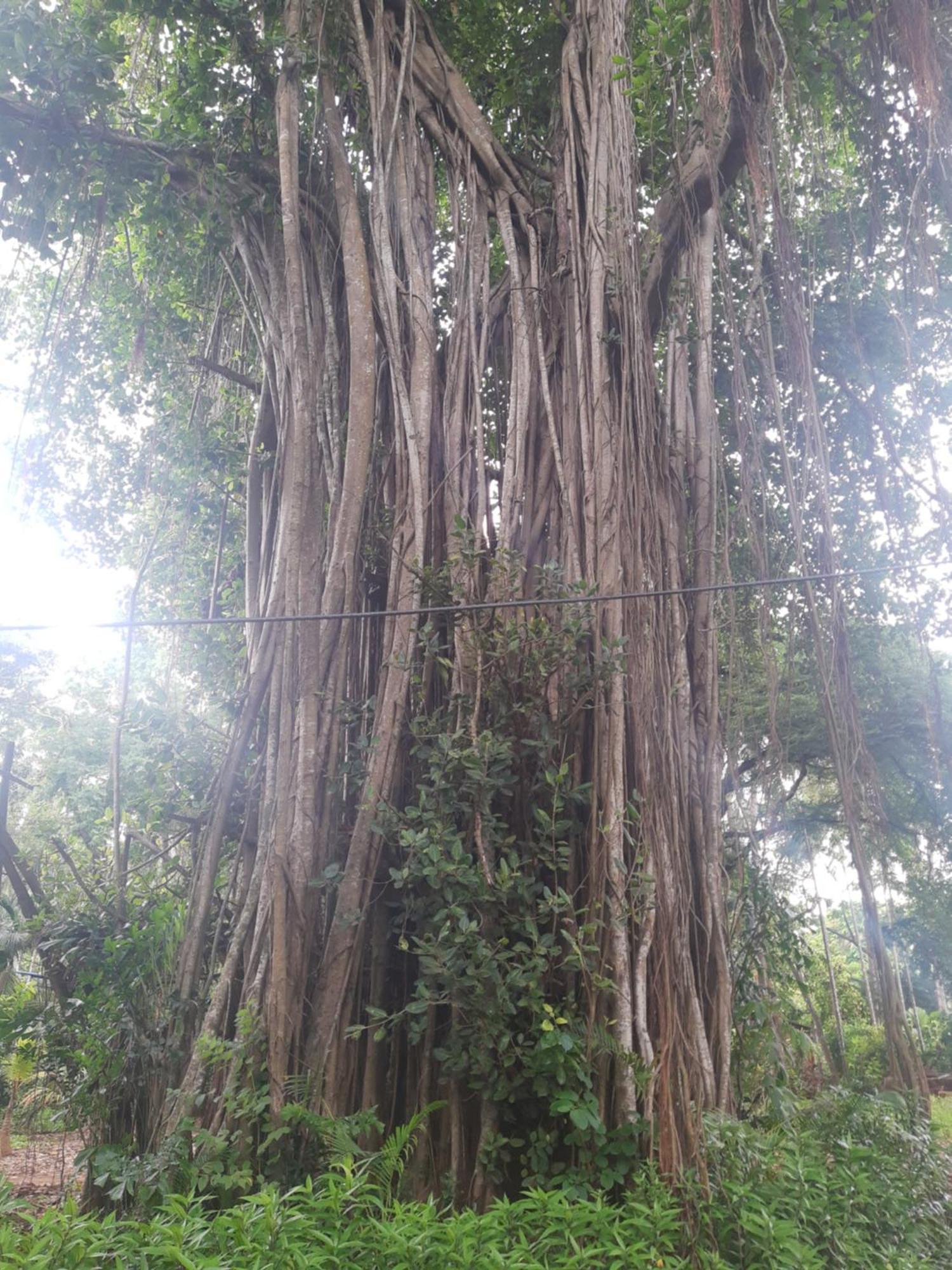 Banyan House - Luxurious 4 Bedroom Villa On One Acre, Near The Beach Nagaon  Buitenkant foto